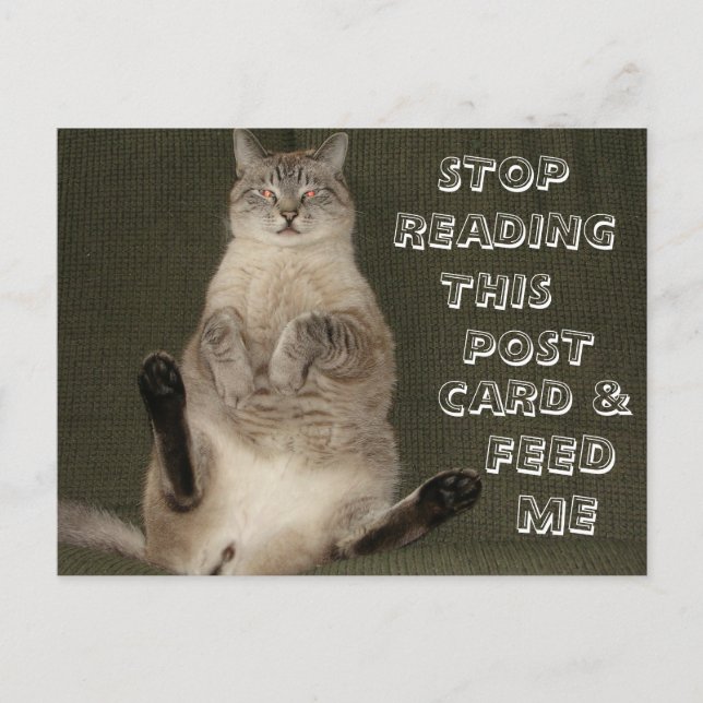 Cat "Stop Reading Postcard & Feed Me" Postcard (Front)