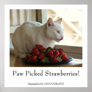 Cat & Strawberries Poster! Poster