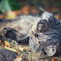 Cat sunbathing
