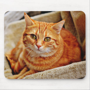 cat, tabby, nature mouse pad