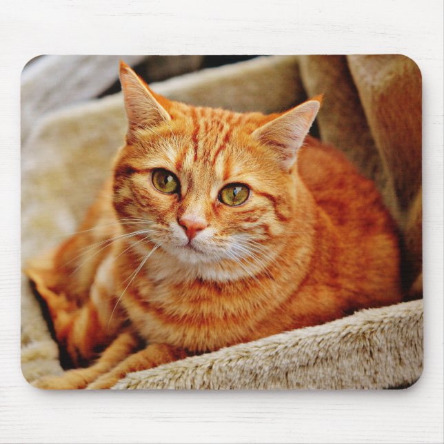 cat, tabby, nature mouse pad (Front)