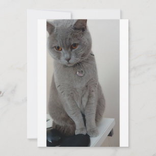 cat test invitation