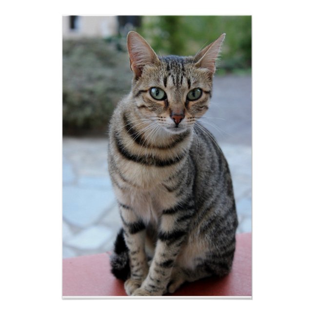 cat, tiger cat, kitten poster (Front)