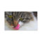 Cat Tongue Photograph Business Cards