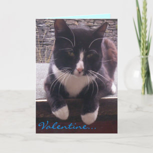 cat Valentine's Day card