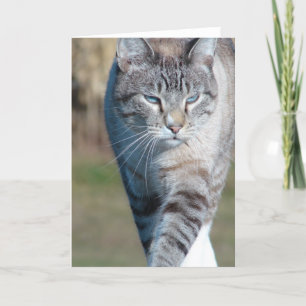 Cat Walk Card