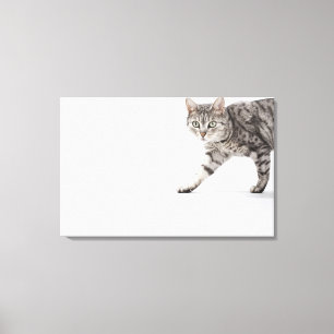 Cat walking canvas print