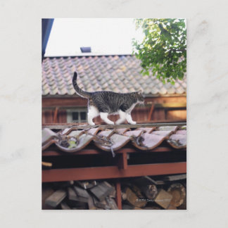 Cat walking on roof of shed postcard