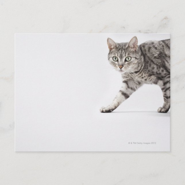 Cat walking postcard (Front)