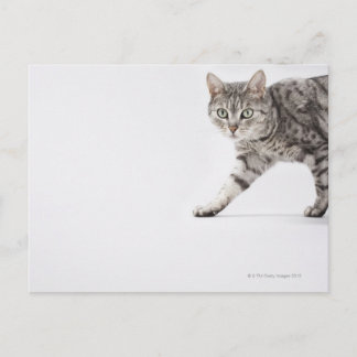 Cat walking postcard