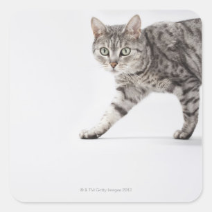 Cat walking square sticker