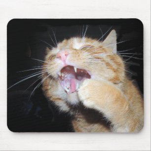 Cat wants the mouse pad