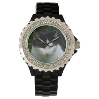 Cat Watch