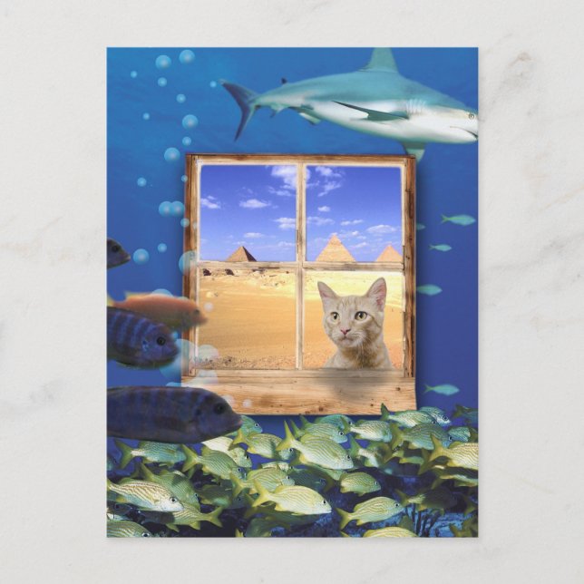 Cat Watching Fish Under the Sea Postcard (Front)