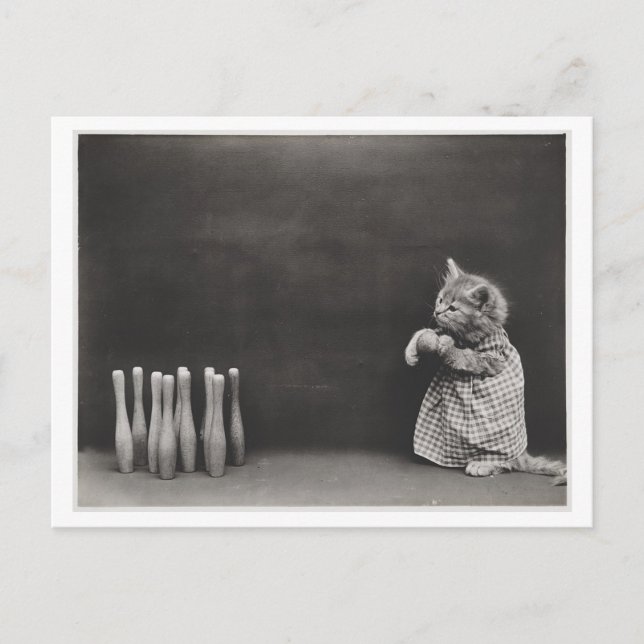 Cat Wearing Clothes and Bowling Vintage Oddity Postcard (Front)