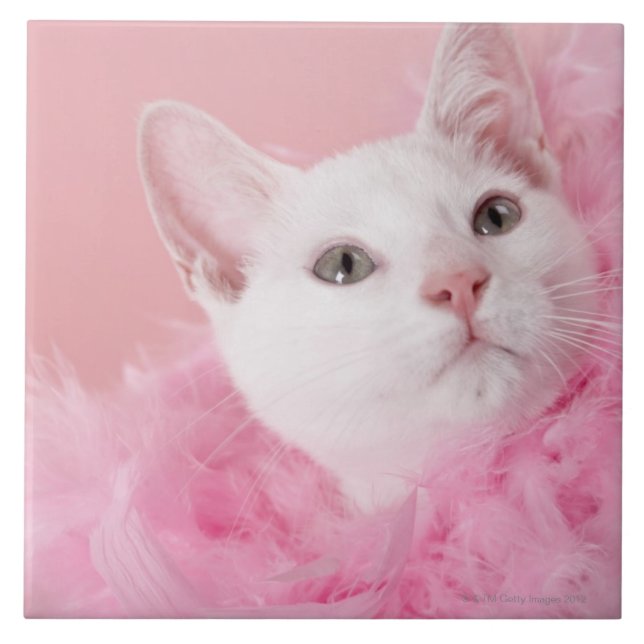 Cat wearing feather boa tile (Front)