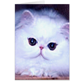 Cat White Persian Kitten Kitty