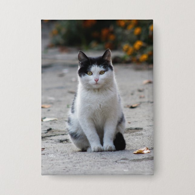 Cat, White, Pet (Front)