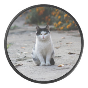 Cat, White, Pet Hockey Puck