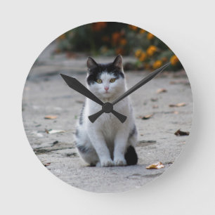 Cat, White, Pet Round Clock