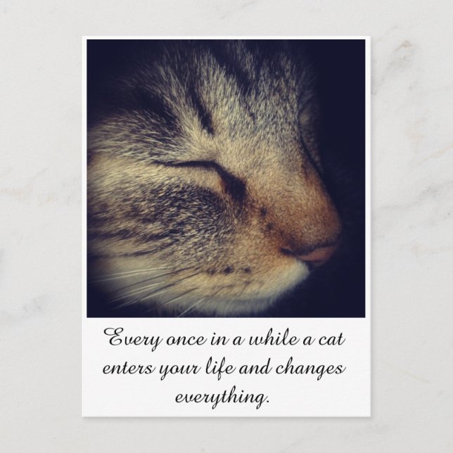 Cat White quote on Postcard (Front)
