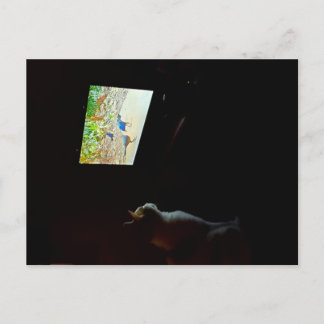 Cat Who Loves His Screentime Postcard