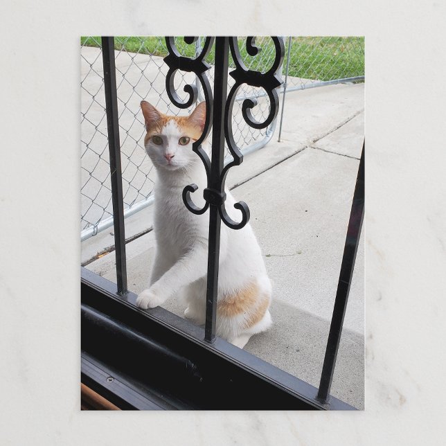 Cat Who Really Wants to Come In Postcard (Creator Uploaded)
