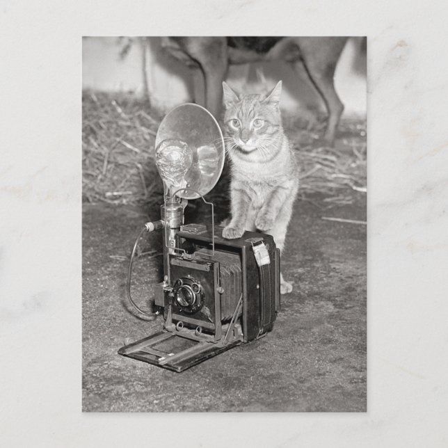 Cat with a Camera, 1936 Postcard (Front)