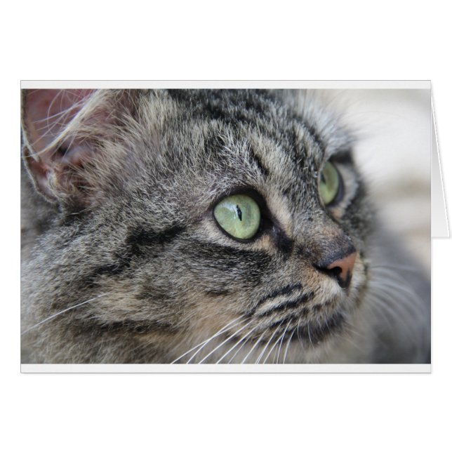 Cat with beautiful green eyes (Front Horizontal)