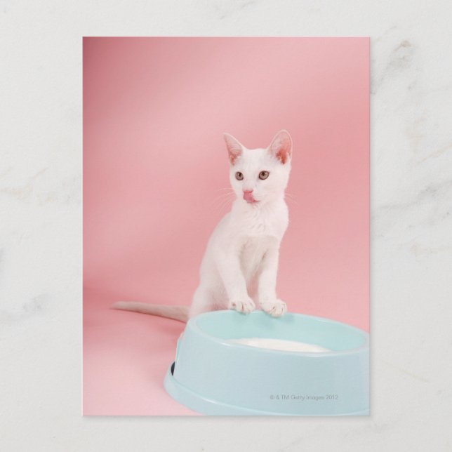 Cat with bowl of milk postcard (Front)