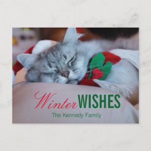 Cat with christmas hat and scarf, sleeping cat holiday postcard