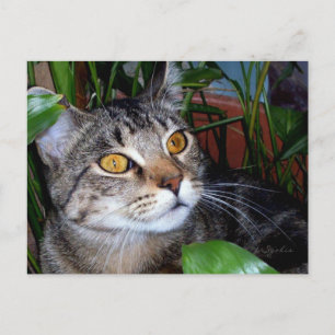Cat with Copper Eyes/ Cat Lover Postcard