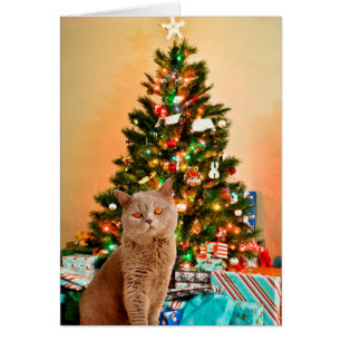 Cat with Decorated Christmas Tree and Gift Boxes