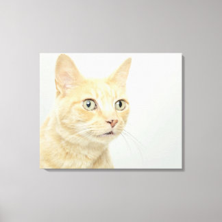 Cat with eyes open wide, close-up canvas print