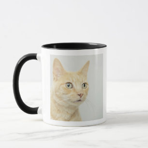 Cat with eyes open wide, close-up mug