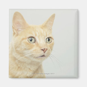 Cat with eyes open wide magnet