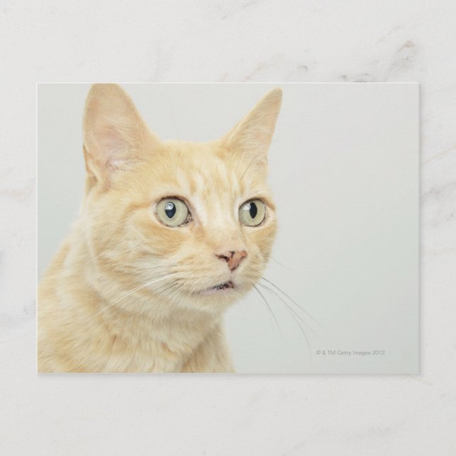 Cat with eyes open wide postcard (Front)