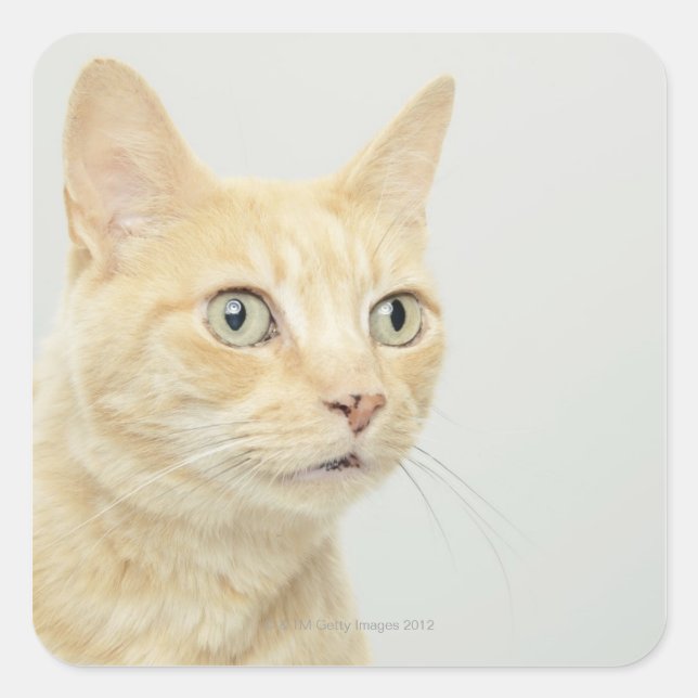 Cat with eyes open wide square sticker (Front)
