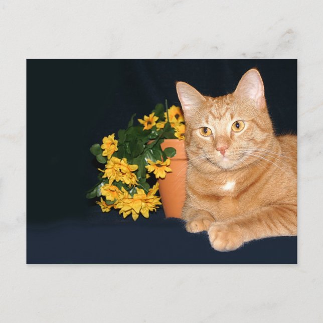 Cat with flowers postcard (Front)