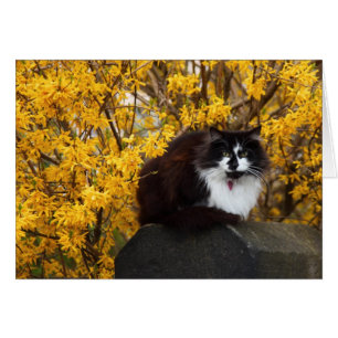 Cat with Forsythia Flowers