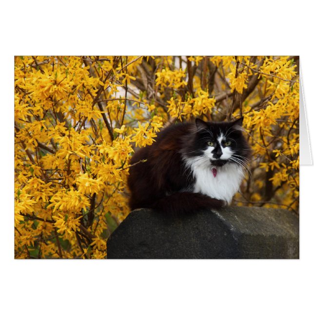 Cat with Forsythia Flowers (Front Horizontal)