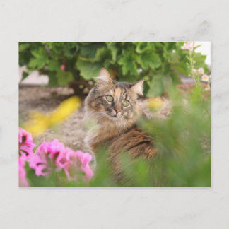 Cat with Geranium Postcard