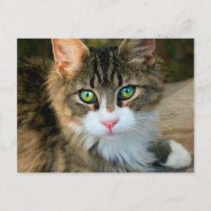 Cat With Green Eyes Postcard