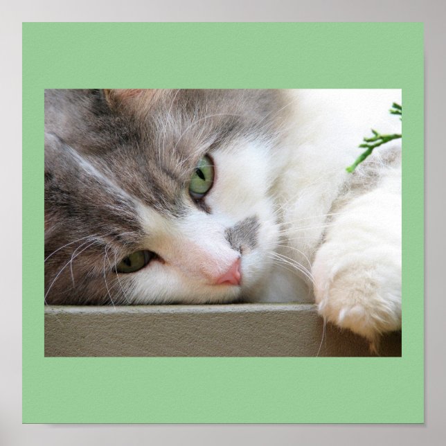 Cat with Green Eyes Poster (Front)