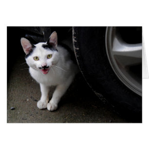 Cat with Moustache