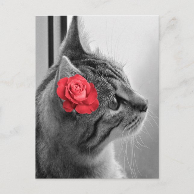 Cat with Rose Postcard (Front)