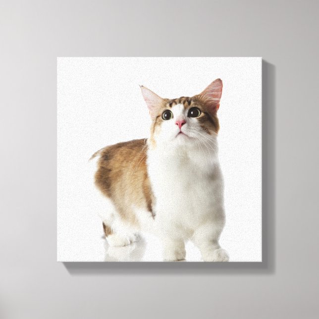 Cat with short feet canvas print (Front)