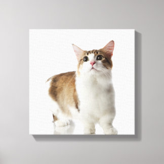 Cat with short feet canvas print
