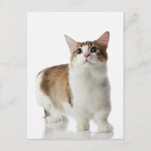 Cat with short feet postcard