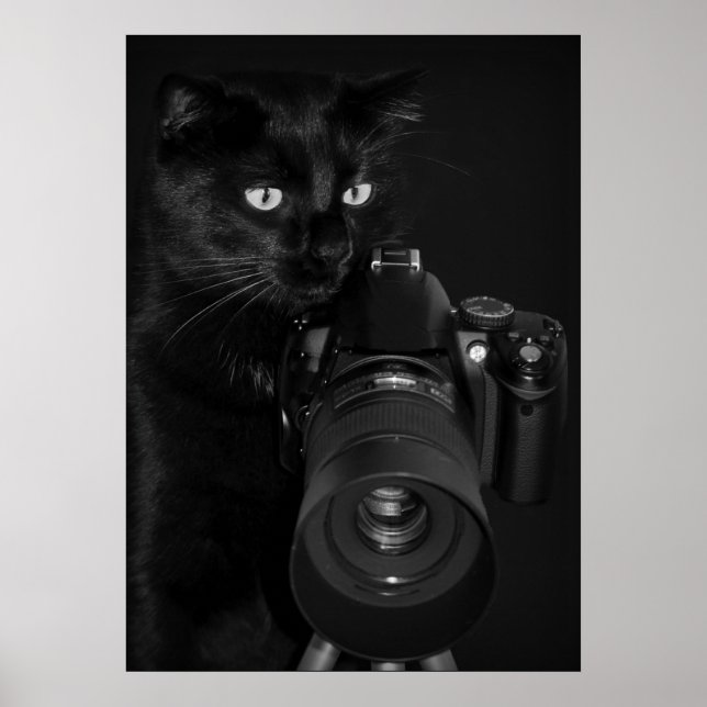 Cat with the camera poster (Front)